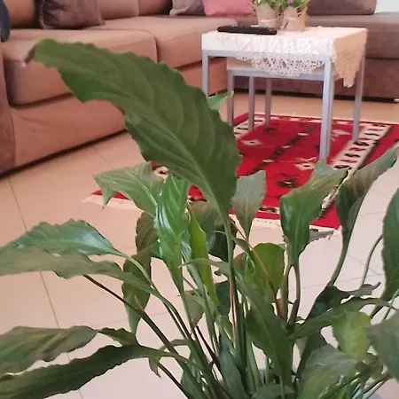 Bora Albania Me Vetsherbim 24 Prane Liqenit Tirana