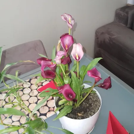Bora Albania Me Vetsherbim 24 Prane Liqenit Apartment