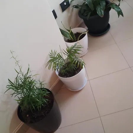 Bora Albania Me Vetsherbim 24 Prane Liqenit *