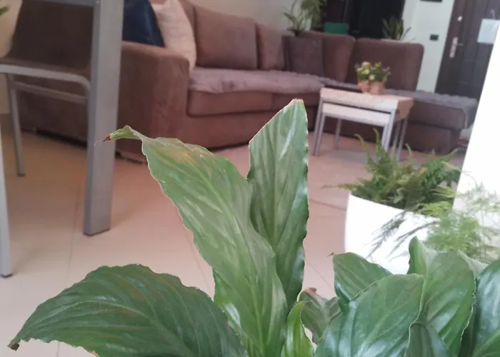 Bora Albania Me Vetsherbim 24 Prane Liqenit アパート ティラナ