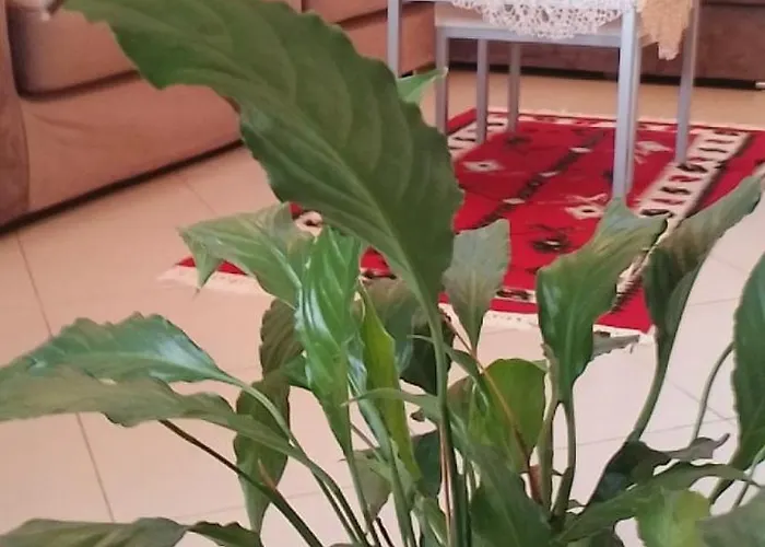 Bora Albania Me Vetsherbim 24 Prane Liqenit ティラナ